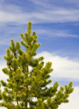 Pine tree against the sky clipart