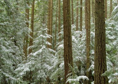 Winter evergreen forest clipart