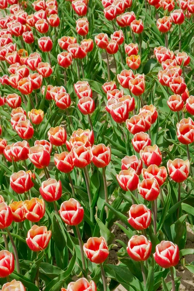 Red and White tulips — Stock Photo, Image