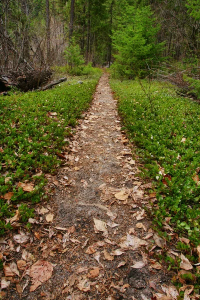 Straight forest path — Stock Photo, Image