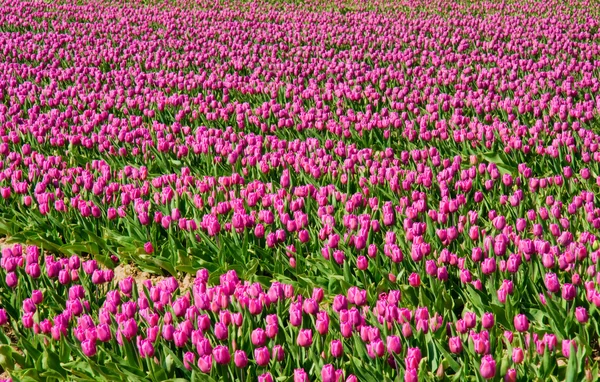 Purple tulip abstract — Stock Photo, Image