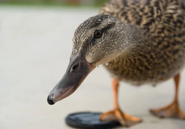 Curious duck — Stock Photo, Image