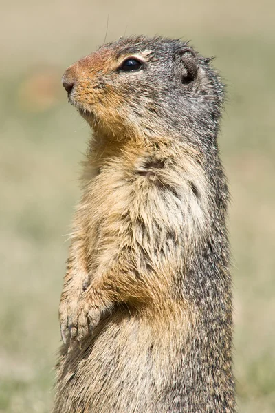 Standing ground squirrel close-up — Stock Photo, Image
