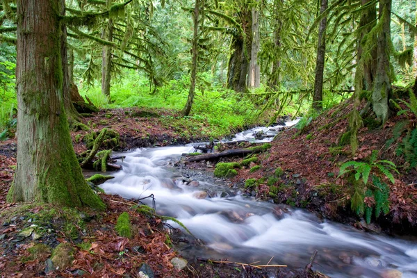 Mossy Forest Stream — стокове фото