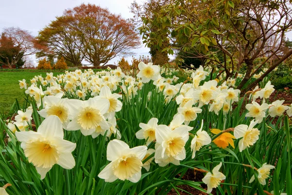 Daffodil flower bed — Stock Photo, Image