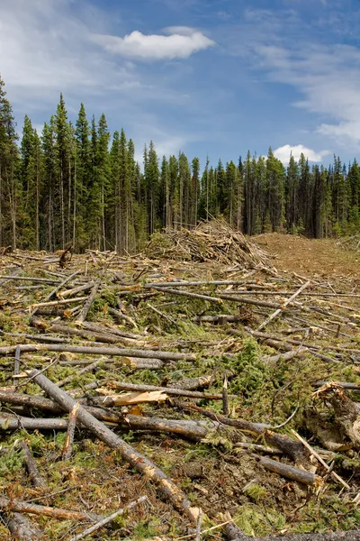 Cutting down Beetle Killed Forest — Stock Photo, Image