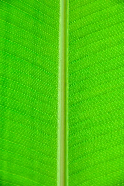 stock image Tropical leaf