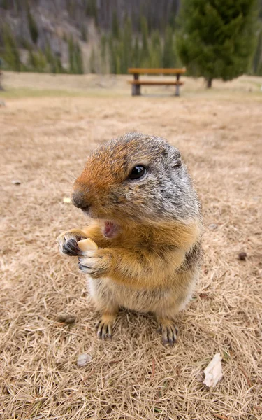 Ground Squirrel eating food — Stock Photo, Image