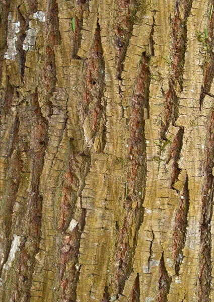 コットンウッドの木の樹皮 — ストック写真