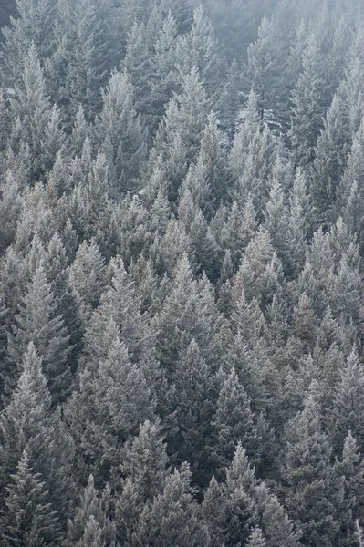 stock image Frozen Fir Trees