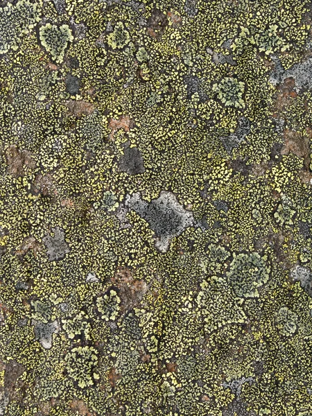 stock image Lichen Abstract