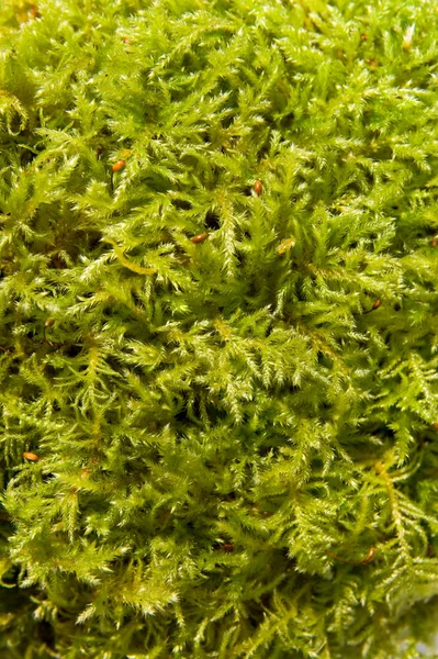 stock image Moss Abstract