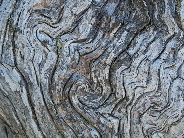 Gnarled wood — Stock Photo, Image