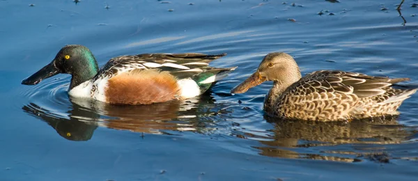 Spoon-billed ducks — Stock Photo, Image