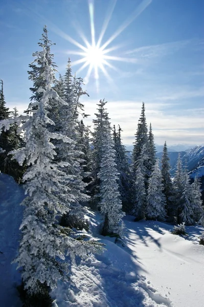 Luz solar de inverno — Fotografia de Stock