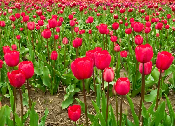 Rows of Red Tulips — Stock Photo, Image
