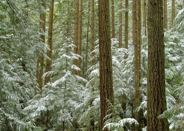 Winter altijdgroene bos — Stockfoto