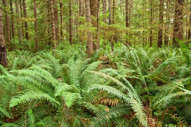 Fern forest clipart