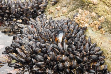gelgit havuzu mussells