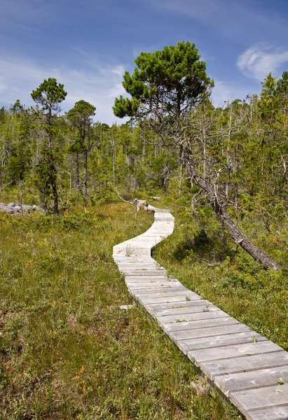 Forest boardwalk — Stock Photo, Image
