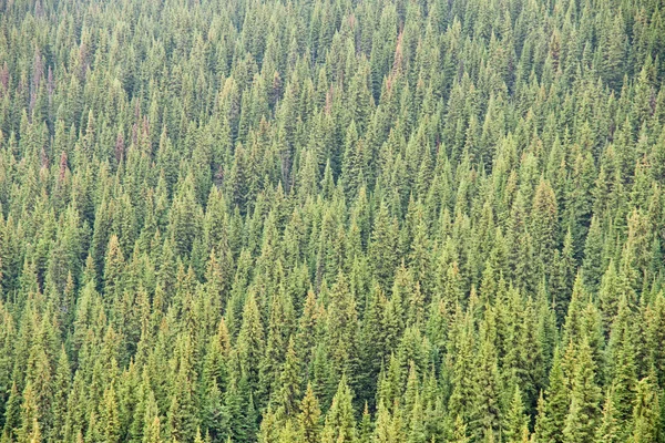 針葉樹林 — ストック写真