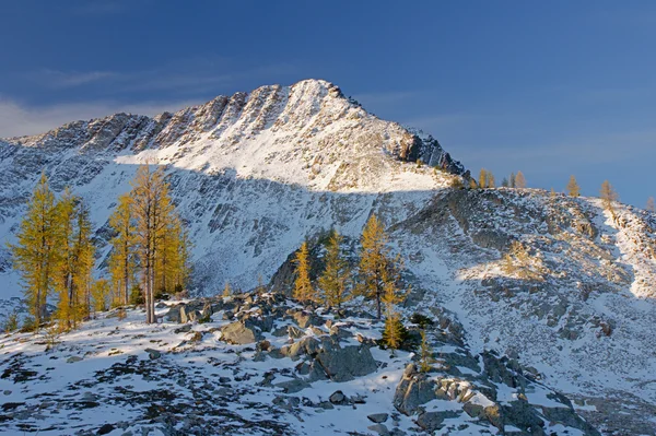 Mt Frosty larches — Stock Photo, Image