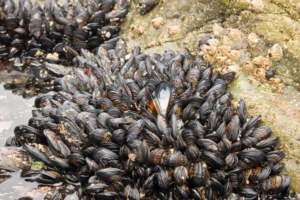 stock image Mussells in a tidal pool
