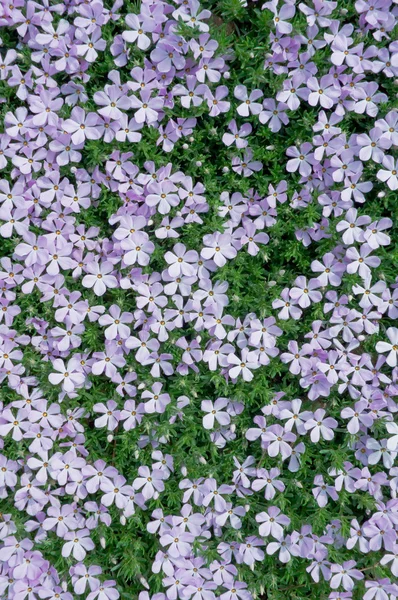 Alfombra de flores de Phlox — Foto de Stock