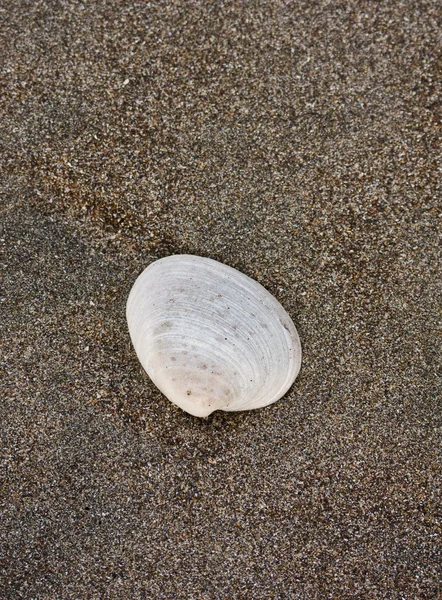Concha na praia — Fotografia de Stock
