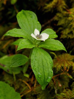 Cüce bunchberry (Cornus unalaschken