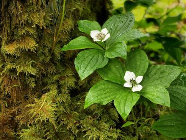 Cüce bunchberry (Cornus unalaschken