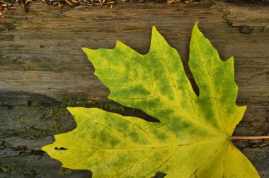 bir günlüğüne Bigleaf akçaağaç