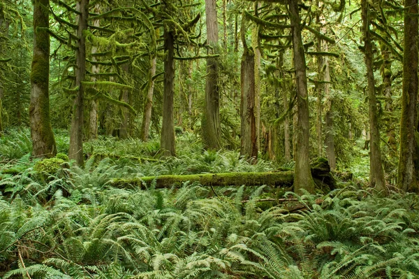 Pacific Northwest Rainforest — стокове фото