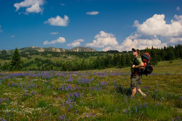 Alpine meadow hiker — Stock Photo, Image
