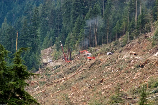 Clear-cut logging operation — Stock Photo, Image
