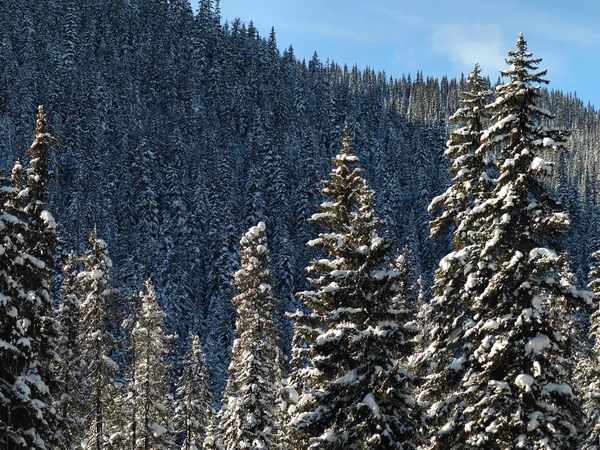 Hóval borított fák — Stock Fotó