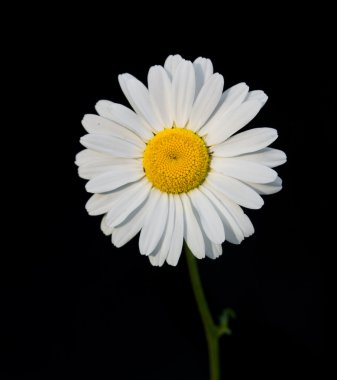 White daisey (Leucanthemum vulgare) clipart