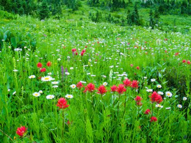 Wildflower meadow clipart