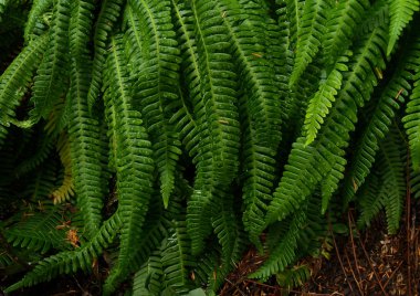 Geyik fern (eğreltisi spicant)