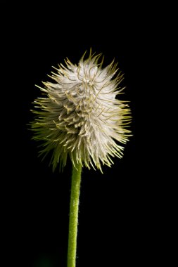 Batı anemone (Anemone Occidentalis)