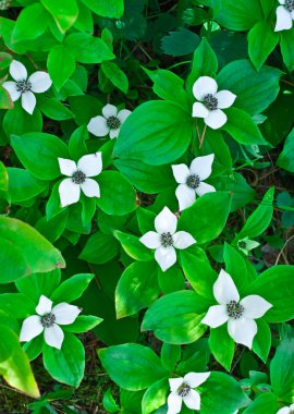 Cüce bunchberry (Cornus canadensis)