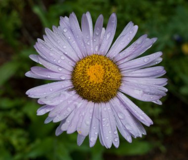 Wet purple aster daisey clipart