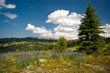 Alpine wildflower meadow vista clipart