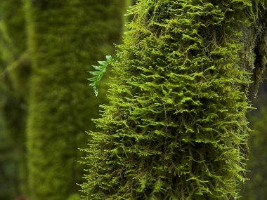 Akça ağaç ormanları yosun kaplı