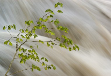 Vine maple tree and raging river clipart