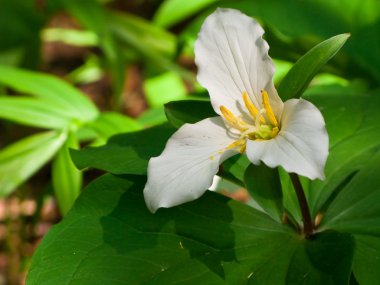 Batı beyaz trillium (Trillium ovatum)