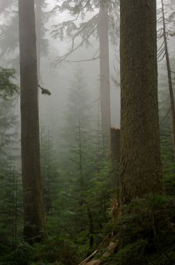 sisli baldıran otu orman