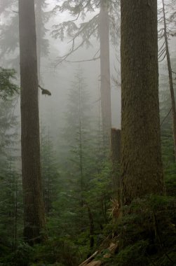 Foggy Hemlock Forest clipart