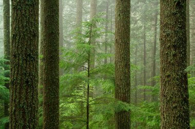 Western Hemlock (Tsuga heterophylla)Fore clipart