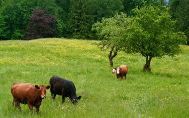 Grazing beef cattle clipart